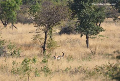 Ranebennur blackbuck sanctuary - Treks and Travels