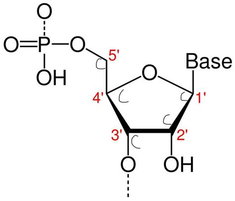 Phosphate Group Diagram