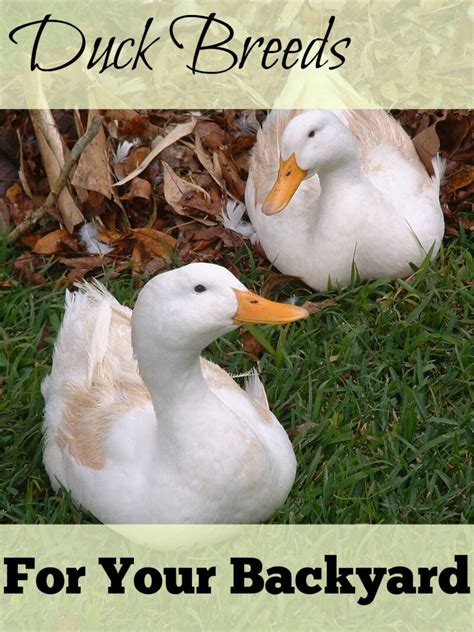 Great Backyard Duck Breeds - The Cape Coop