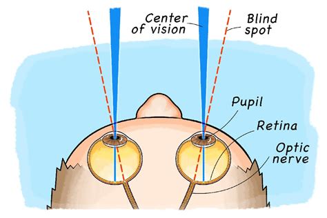 Find Your Blind Spot! | Scientific American