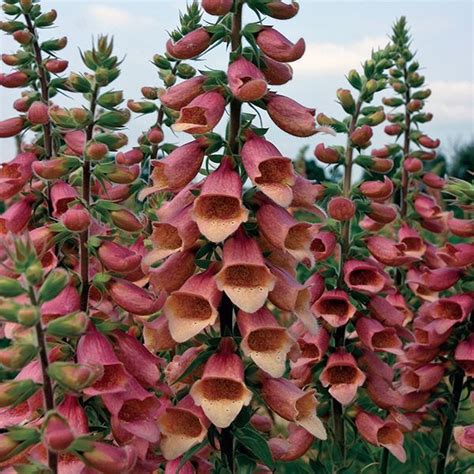 Foxglove Seeds | 28 Varieties | Flower seeds, Flowers perennials ...