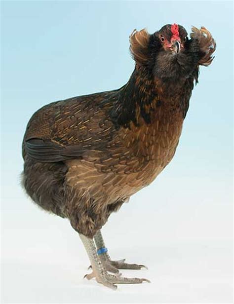 South American Araucana are Rumpless, Beardless Chickens with Tufted ...