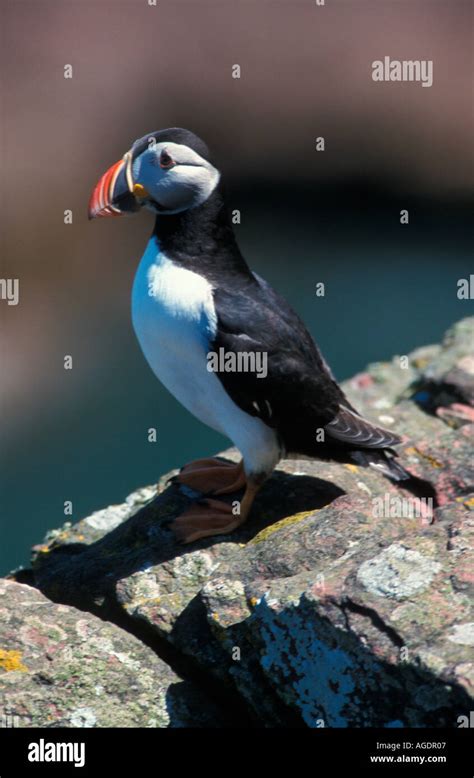 Puffins during breeding season Stock Photo - Alamy