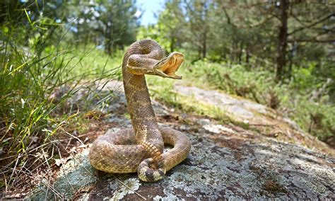 The 6 Most Venomous (Poisonous) Snakes In Florida - AZ Animals