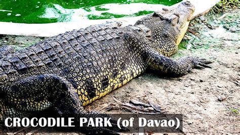 CROCODILE PARK | Davao City, Philippines - YouTube