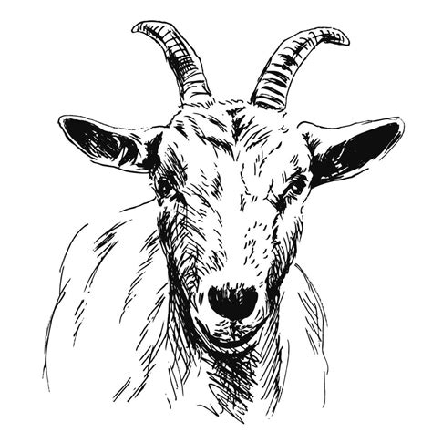 Horned Goat Wall Art | Drawing