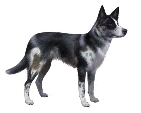 Australian Koolie Facts - Wisdom Panel™ Dog Breeds