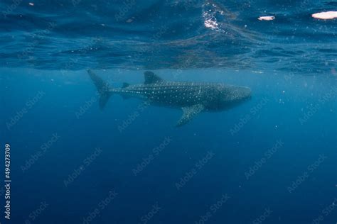 snorkeling with whale shark in summer seasson in isla mujeres, mexico ...