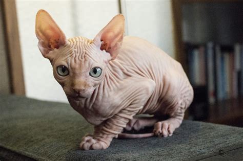 Hairless Cat Breeds