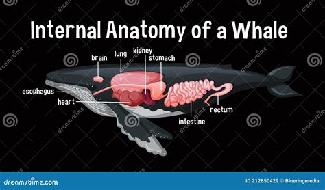 Internal Anatomy of a Whale with Label Stock Vector - Illustration of ...