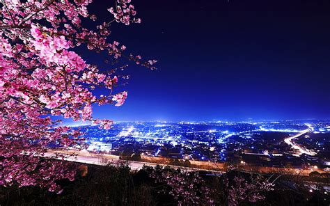 Aggregate 84+ night anime cherry blossom tree - in.coedo.com.vn