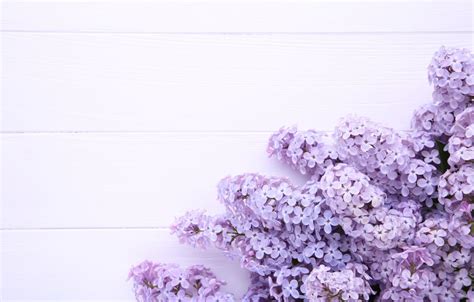 Purple Lilac Wallpapers - Wallpaper Cave