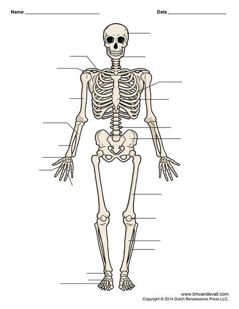 Human Bone Diagram Labeled