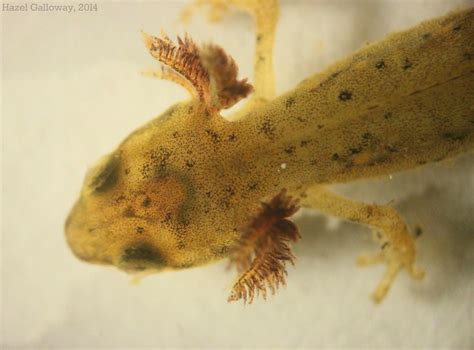 Eastern Newt Life Cycle