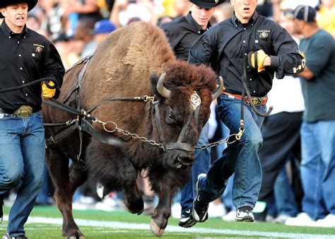 Colorado Buffaloes Honor Mascot with New Nike Football Uniform Design ...