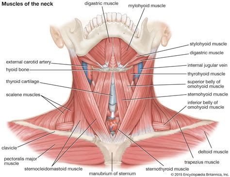 Thyroid cartilage | larynx anatomy | Britannica