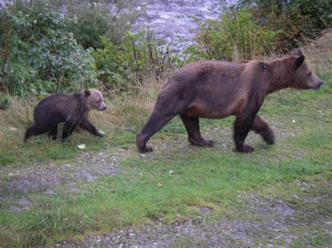 Grizzly bear cub copies mothers walk | Grizzly Bear Tours & Whale ...