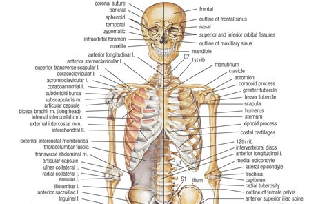 Human Bone Anatomy and Physiology | Osteology