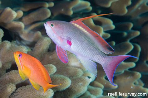 Pseudanthias squamipinnis - Orange Seaperch | ReefLifeSurvey.com