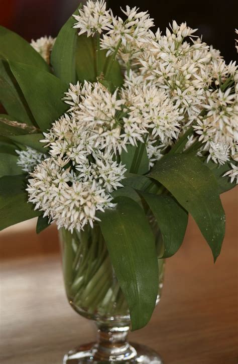 Wild garlic in an antique glass | Flower arrangements, Fresh flowers ...