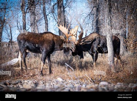 A pair of bull moose lock antlers in a display of dominance during the ...