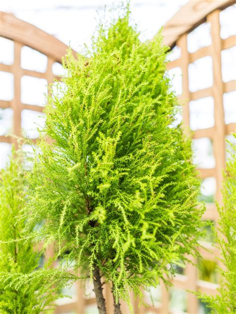 Growing Lemon Cypress Trees - Lemon Cypress Plant Care