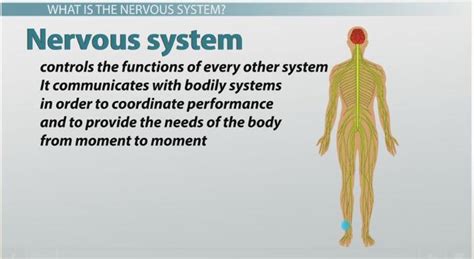 Unit 5: Science (Human Body Systems) Jeopardy Template