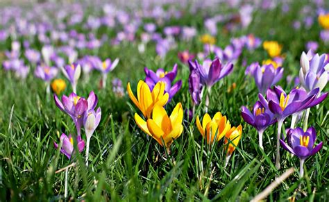 Free picture: crocus, field, flower, garden, summer, grass, flora, nature