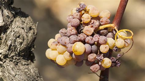 What is Noble Rot? The Juicy Details Behind Botrytis The Juicy Details ...