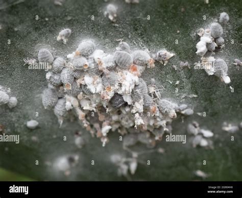 Cochineal louse or cochineal (Dactylopius coccus) on a cactus lea Stock ...