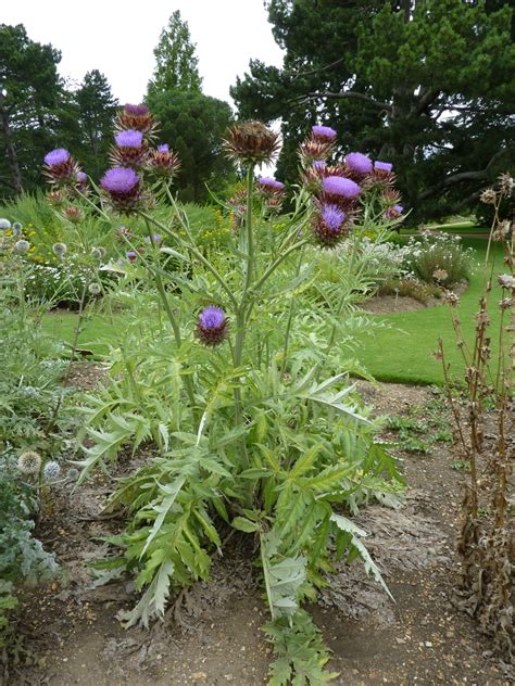 Cynara cardunculus (Artichoke Thistle, Cardoon, Cardoons, Desert ...