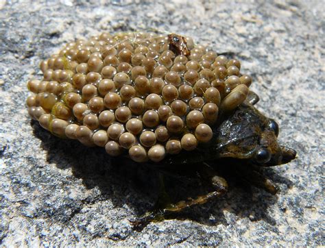 Giant Water Bug with Eggs - Abedus herberti | Peters Canyon,… | Flickr