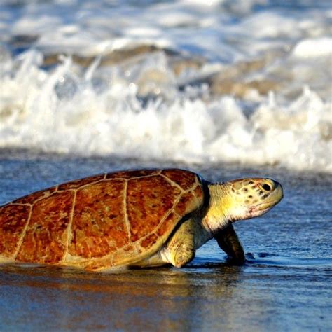 Ocean and sea turtle conservation | Turtle conservation, Marine life ...