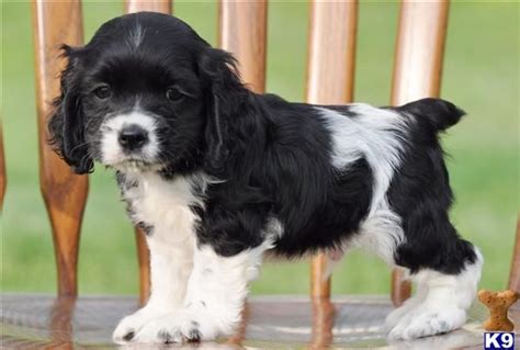 Cocker Spaniel Puppy for Sale: Digger, Male $600 From Ohio 11 Years old ...