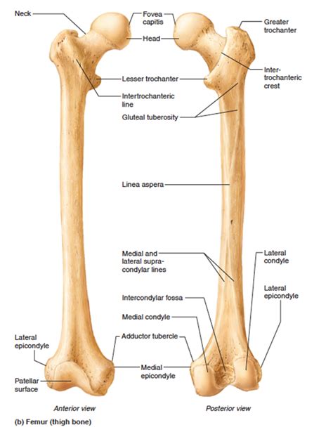 The femur | Body anatomy, Human anatomy and physiology, Human body anatomy