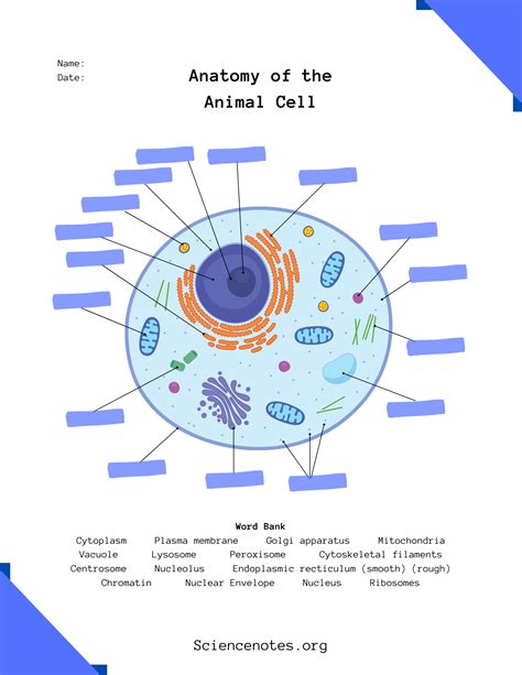 Parts Of An Animal Cell And Their Functions