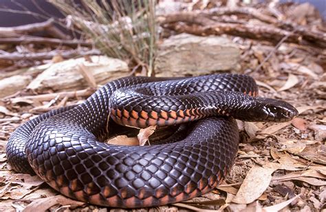 juvenile plain bellied water snake - retooldownloadfile