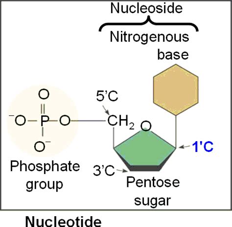 nucleotide.html 05_26Nucleotide.gif