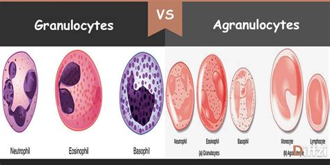 Granulocytes vs. Agranulocytes - Diffzi