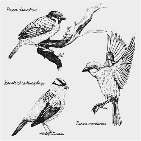 Premium Vector | Hand drawn realistic bird, sketch graphic style,