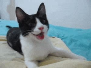 Cat Happy GIFs - Find & Share on GIPHY