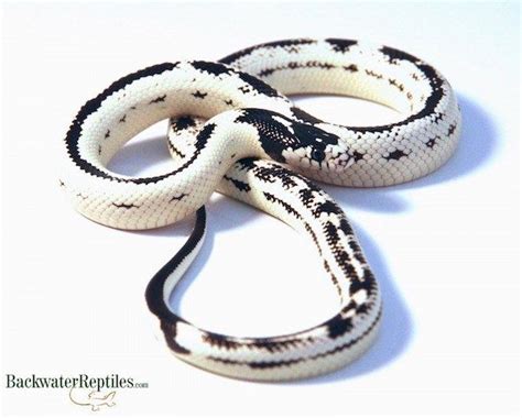 Eight California King Snake Morphs | California king snake, Pet snake ...