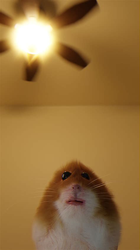 Staring Hamster, Hamster Meme HD phone wallpaper | Pxfuel