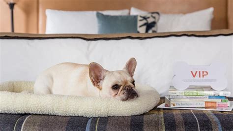 The Best Pet-Friendly Hotels In Seattle - Forbes Vetted