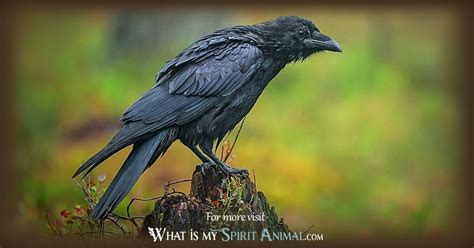 Raven Symbolism & Meaning | Raven Spirit, Totem, & Power Animal