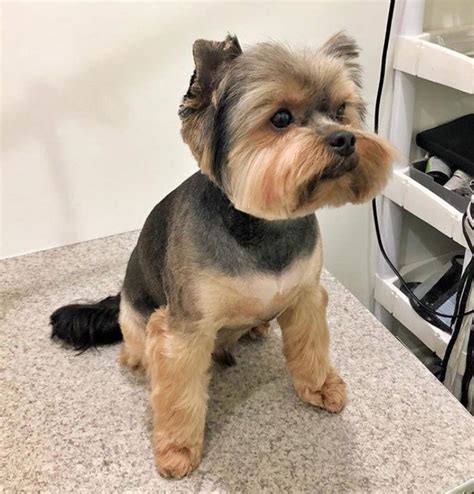 Pin on Yorkshire Terrier