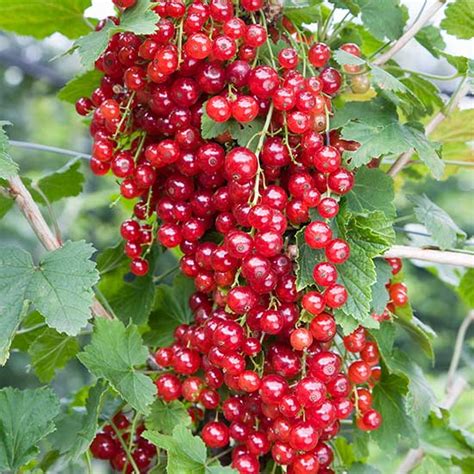 Redcurrant Bush 'Red Lake'