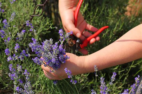 How To Harvest Lavender + The 6 Best Ways To Use It