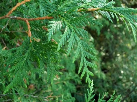 white cedar needle type thing — Ontario Native Plant Nursery ...