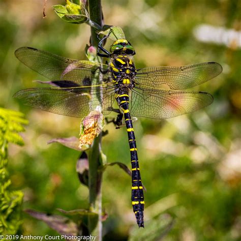 Golden-Ringed Dragonfly | british-dragonflies.org.uk/species… | Flickr